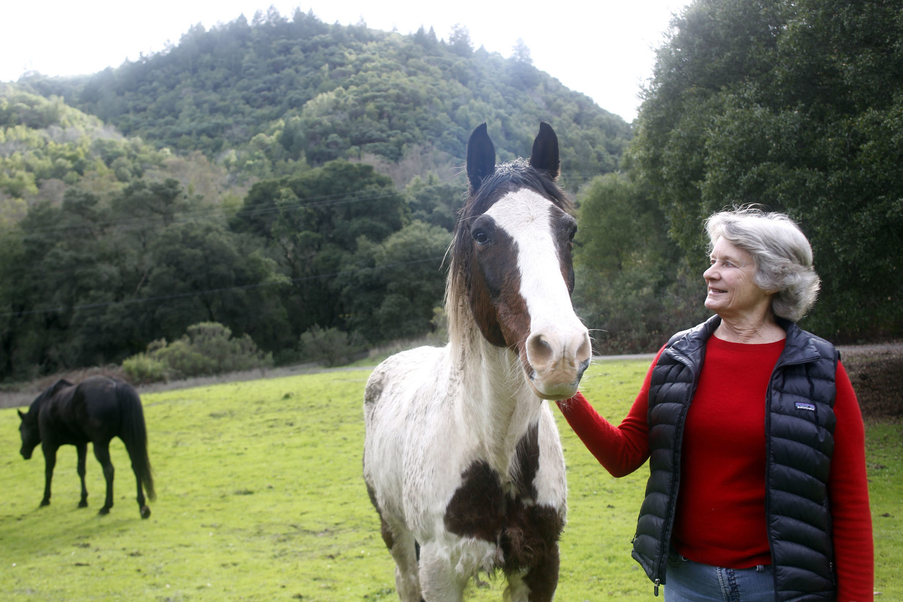 Moffitteasement w horse